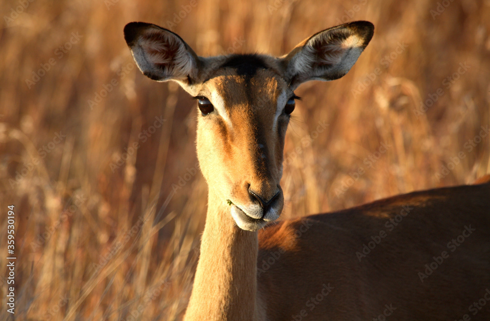 Port Elizabeth, Eastern Cape / South Africa - 07/18/2008: Animal looks on at sunset Port Elizabeth, Eastern Cape / South Africa - 07/18/2008: Animal looks on at sunset