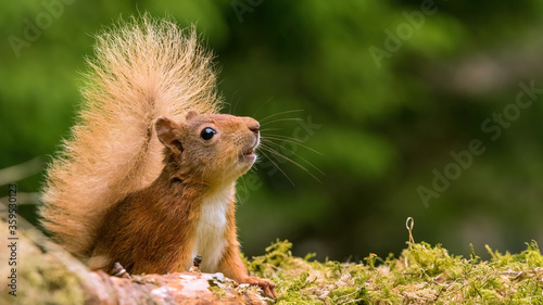 Red squirrel in the forest