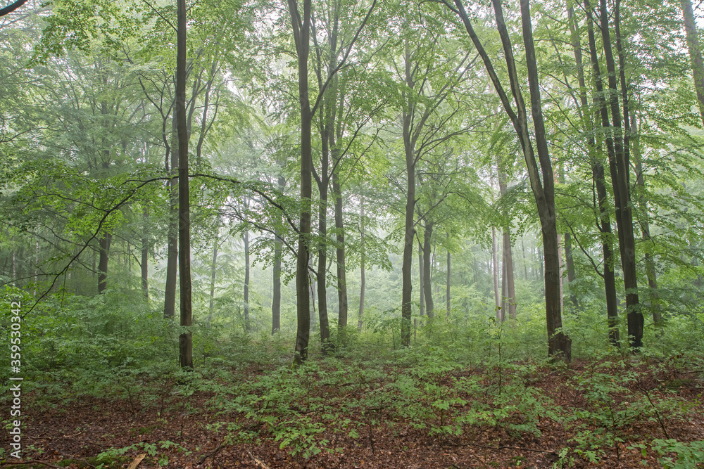 Bukwy las w porannej mgle