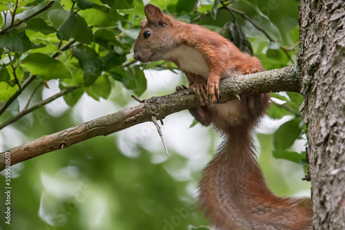 wiewiórka na drzewie © Wojciech