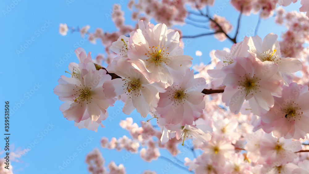 Pink Cherry blossom  in spring in German Heilbronn