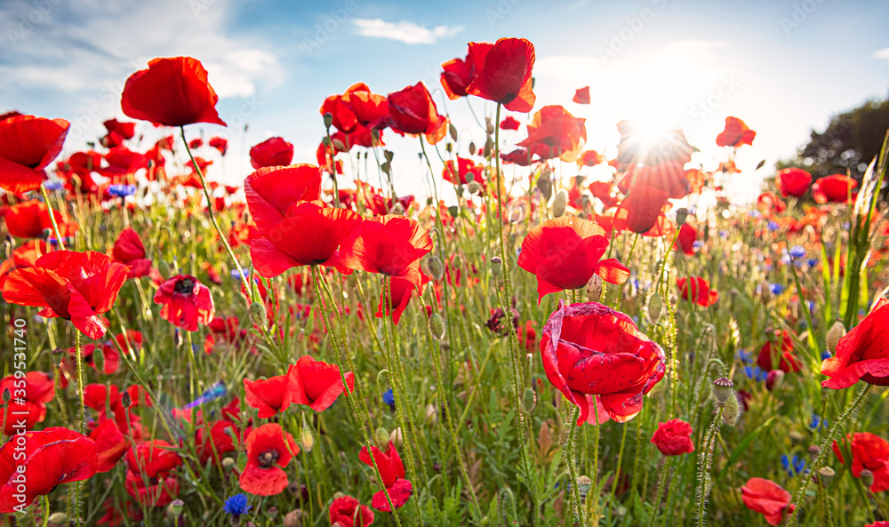 Naklejka premium Landscape with nice sunset over poppy field