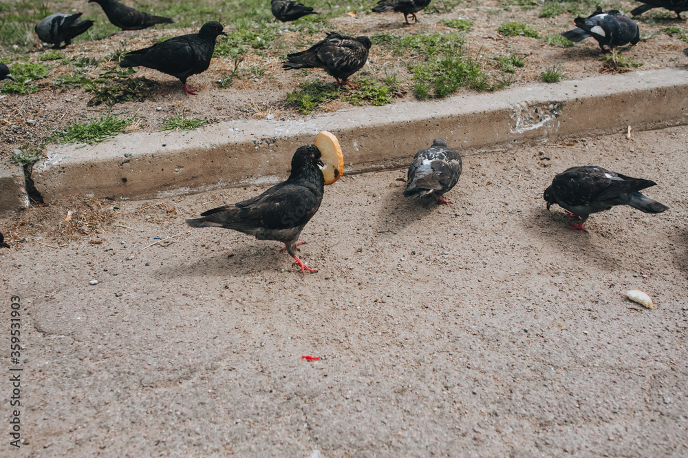 Fototapeta premium Several hungry pigeons on the street, walk on the asphalt and eat pieces of bread. Feeding the birds. Photography, concept.
