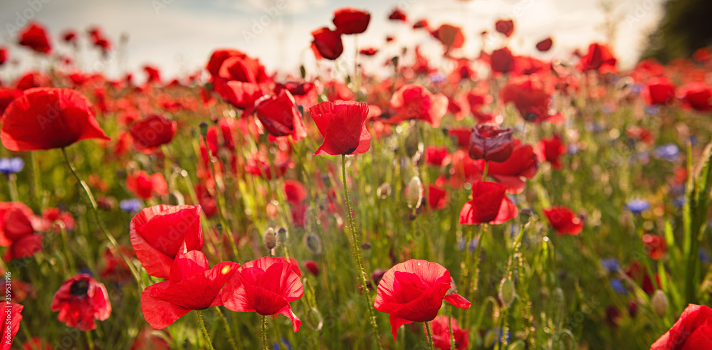 Fototapeta premium Landscape with nice sunset over poppy field