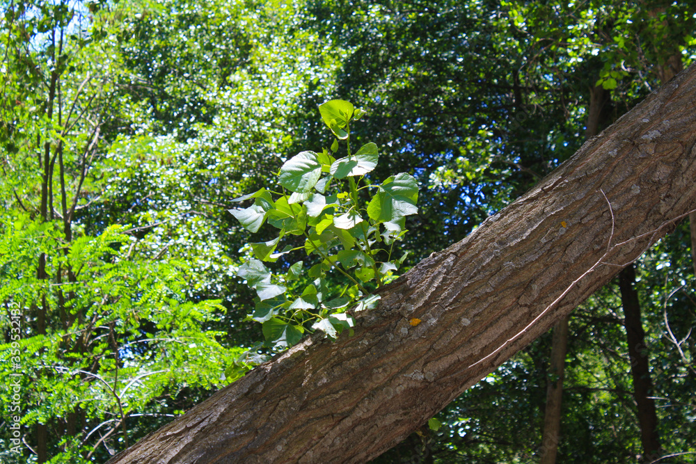 Planta sobre un árbol. Planta en el bosque. Planta sobre un árbol. Planta en el bosque.
