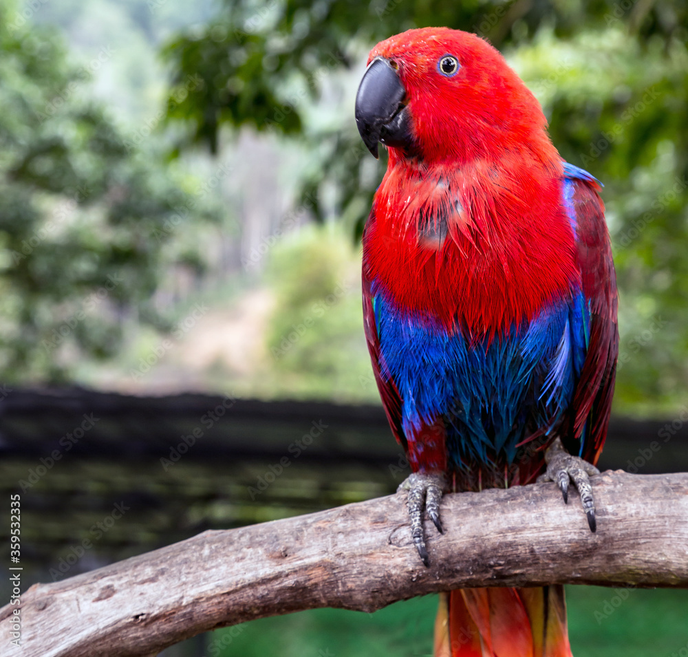 Obraz premium Portrait red blue parrot female Eclectus parrot (Eclectus roratus)
