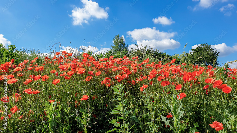 red poppy flowers, Papaver rhoeas or Papaveraceae in Heilbronn in Germany