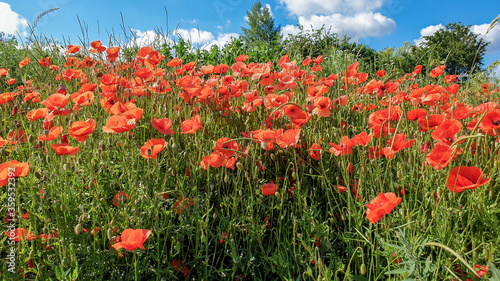red poppy flowers, Papaver rhoeas or Papaveraceae in Heilbronn in Germany © Eye of camera