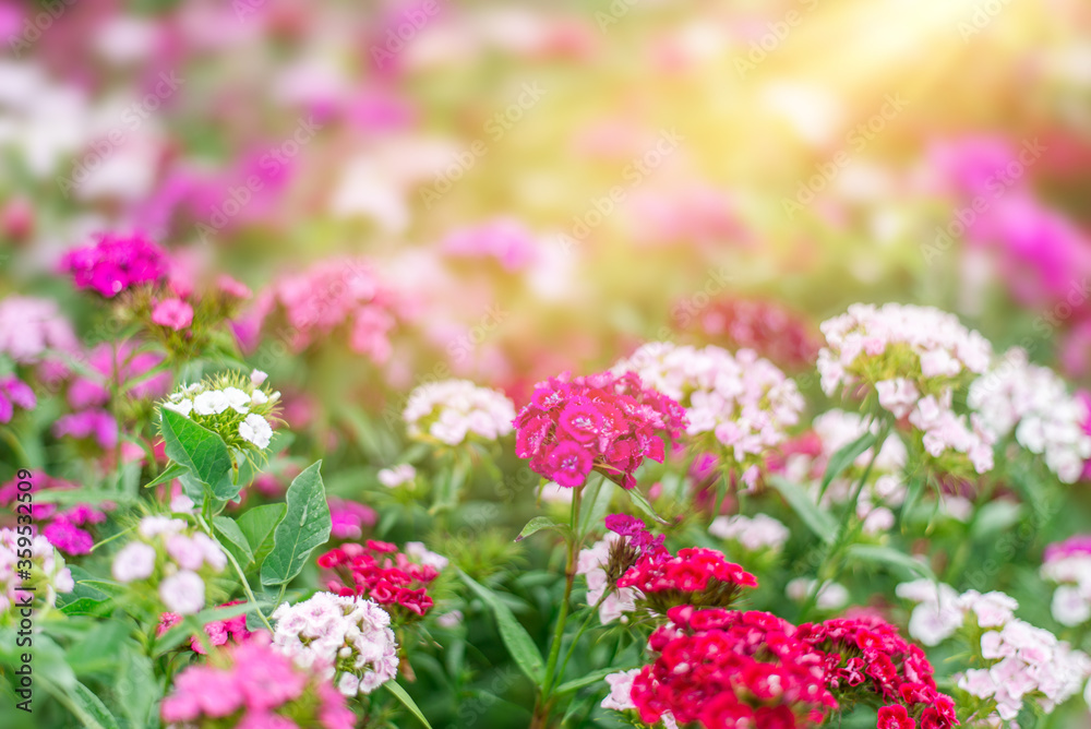 summer background with pink flowers and sunlight. Garden carnation in a flower bed. Space for text summer background with pink flowers and sunlight. Garden carnation in a flower bed. Space for text