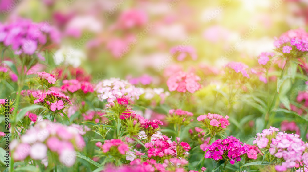 summer background with pink flowers and sunlight. Garden carnation in a flower bed. Space for text