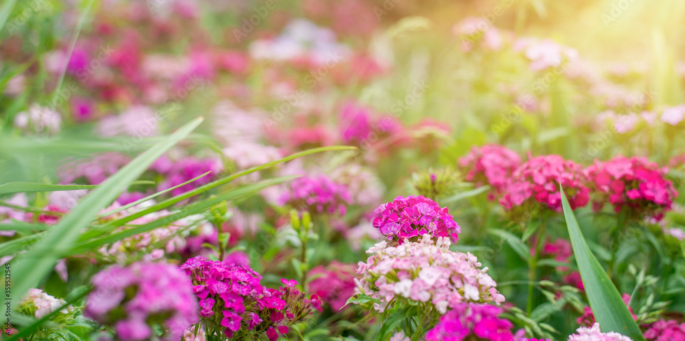 summer background, panorama with pink flowers and sunlight. Garden carnation in a flower bed. Banner with space for text summer background, panorama with pink flowers and sunlight. Garden carnation in a flower bed. Banner with space for text