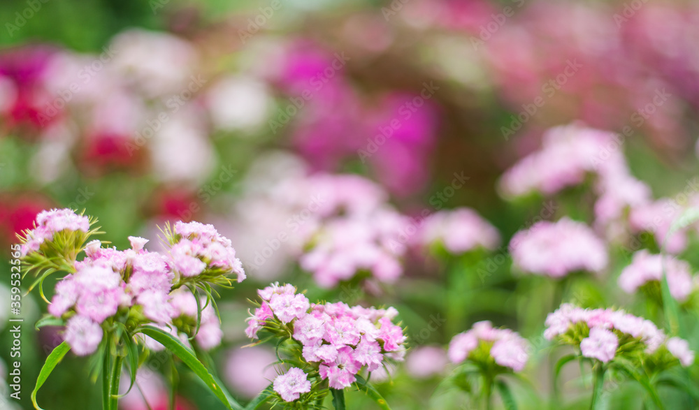 summer background with pink flowers. Garden carnation in a flower bed. Space for text summer background with pink flowers. Garden carnation in a flower bed. Space for text