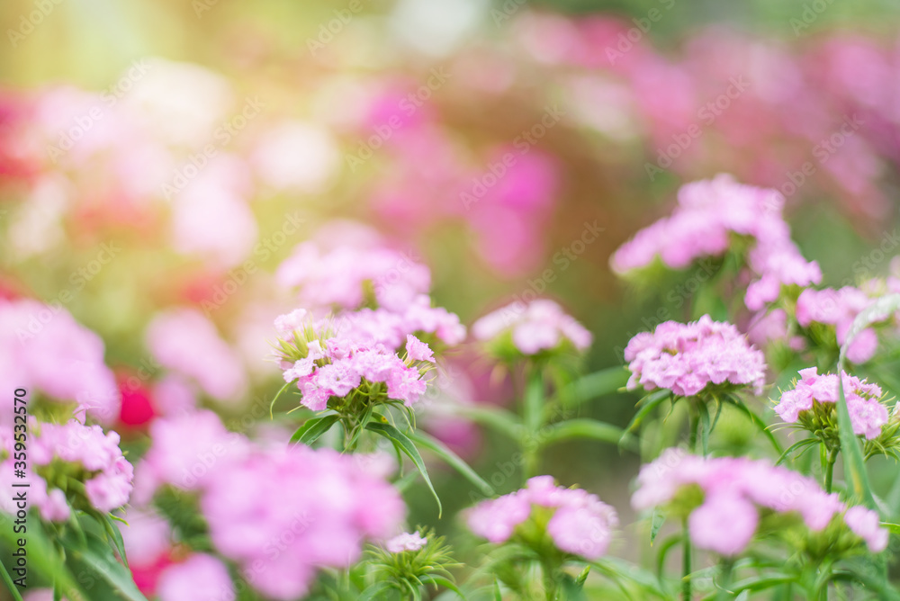 summer background with pink flowers and sunlight. Garden carnation in a flower bed. Space for text summer background with pink flowers and sunlight. Garden carnation in a flower bed. Space for text