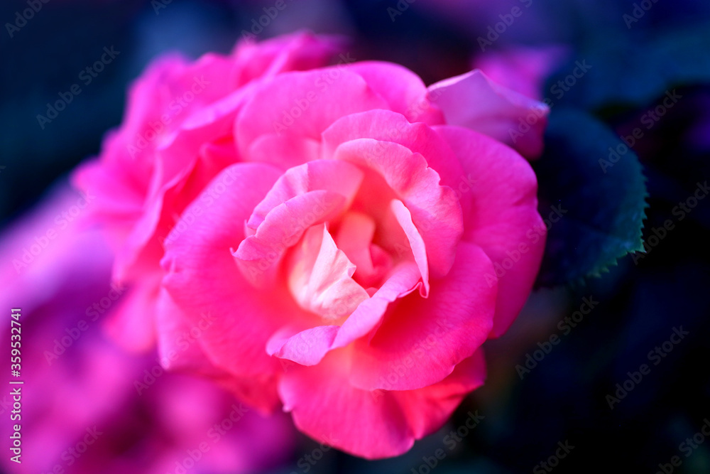 Photo of a beautiful retro blooming rose