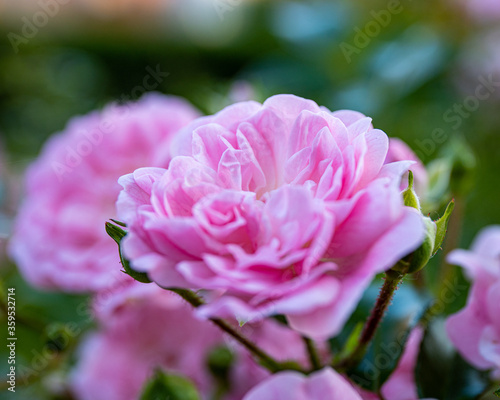 Pinke Rose im Garten Macro