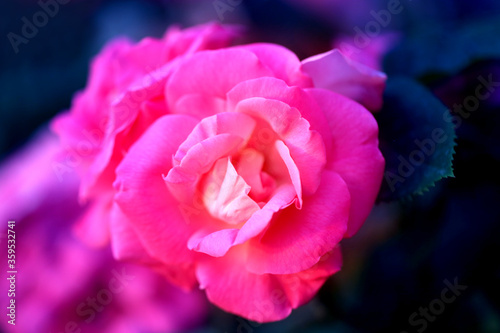 Photo of a beautiful retro blooming rose