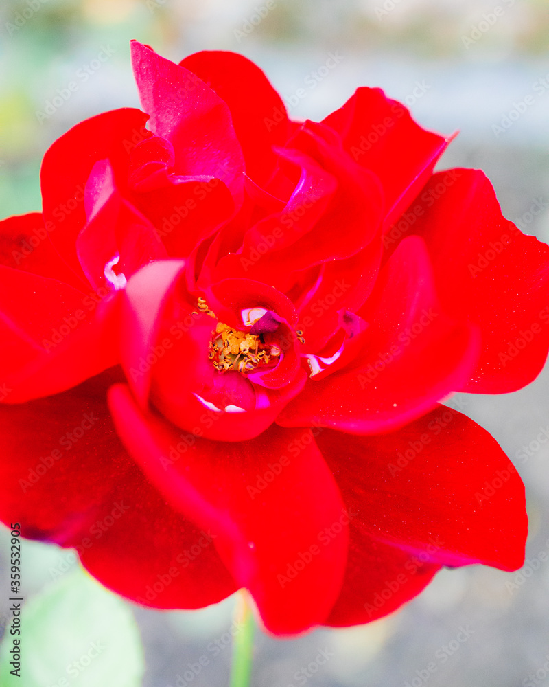 Rote Rose Nahaufnahme im Garten Macro Rote Rose Nahaufnahme im Garten Macro