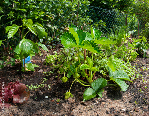 Gemüsegarten, Pflanzen im Garten, Gardening, Erdbeere