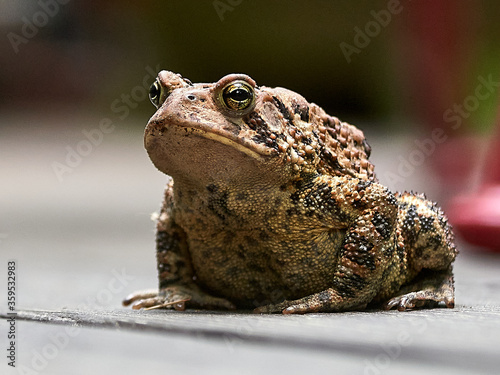 A freshwater frog patiently waiting for a fly