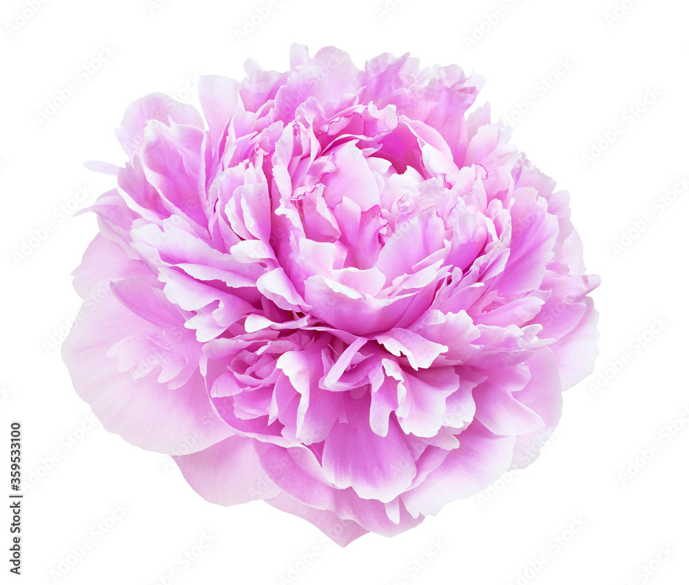 Fototapeta premium Pink peony flower