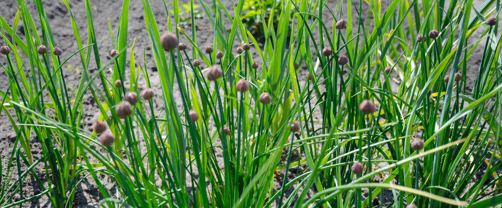 Obraz premium Spring crop - feathers of green onions and garlic grow in the garden.