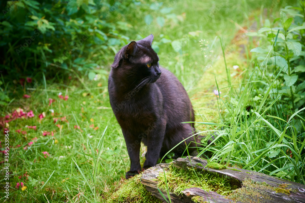 Black Cat With Yellow Eyes Across Green Lawn on Hunt Black Cat With Yellow Eyes Across Green Lawn on Hunt