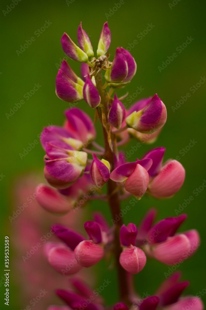 Pink beautiful lupine on a blurry green background Pink beautiful lupine on a blurry green background