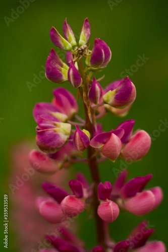 Pink beautiful lupine on a blurry green background