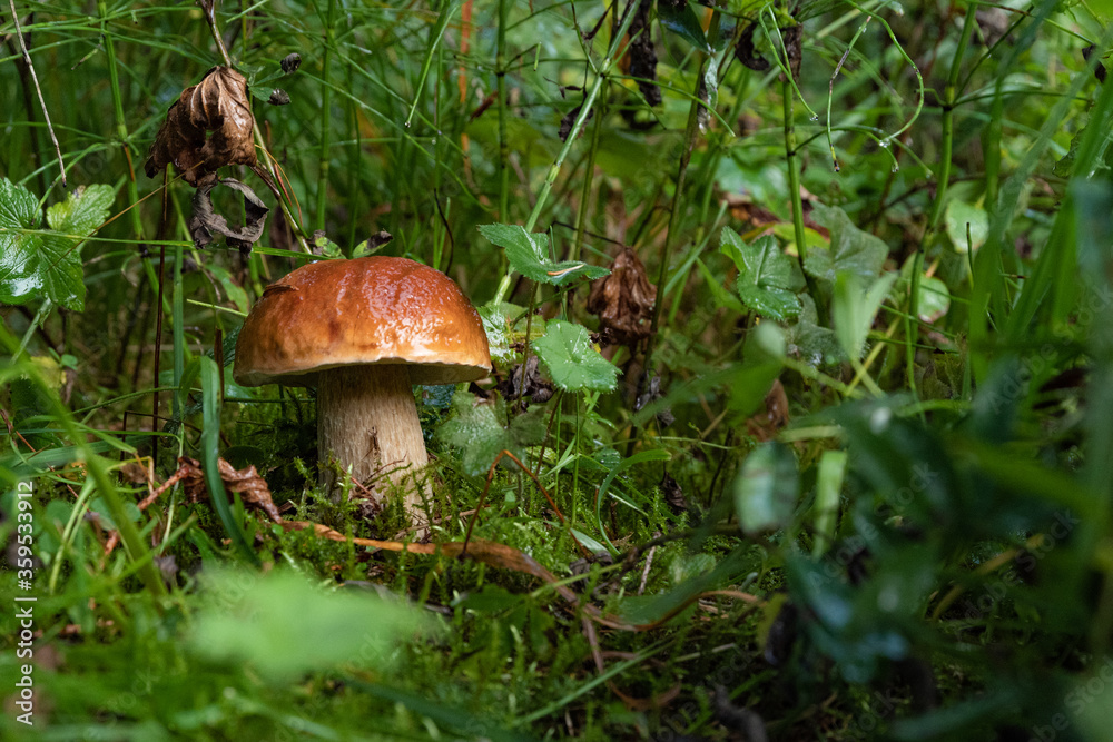 Red-headed mushroom. Red-headed mushroom in a forest environment, grass. Red-headed mushroom. Red-headed mushroom in a forest environment, grass.