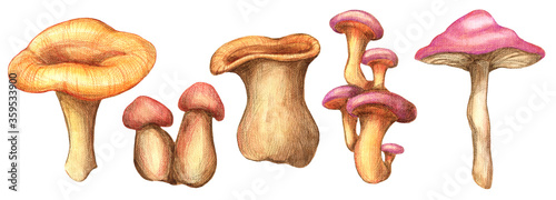Watercolor autumn mushrooms set isolated on white background. Fall mushroom watercolor collection. Botanical illustration.