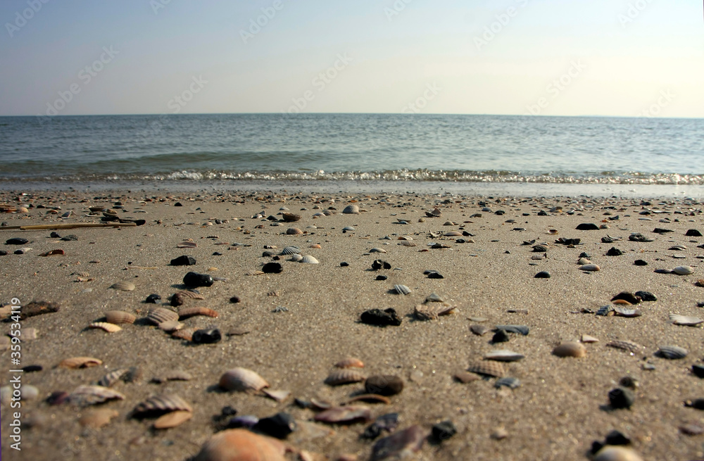 Shells in the sand, Fohr Island, UNESCO World Heritage Site Wattenmeer, Germany, Europe Shells in the sand, Fohr Island, UNESCO World Heritage Site Wattenmeer, Germany, Europe