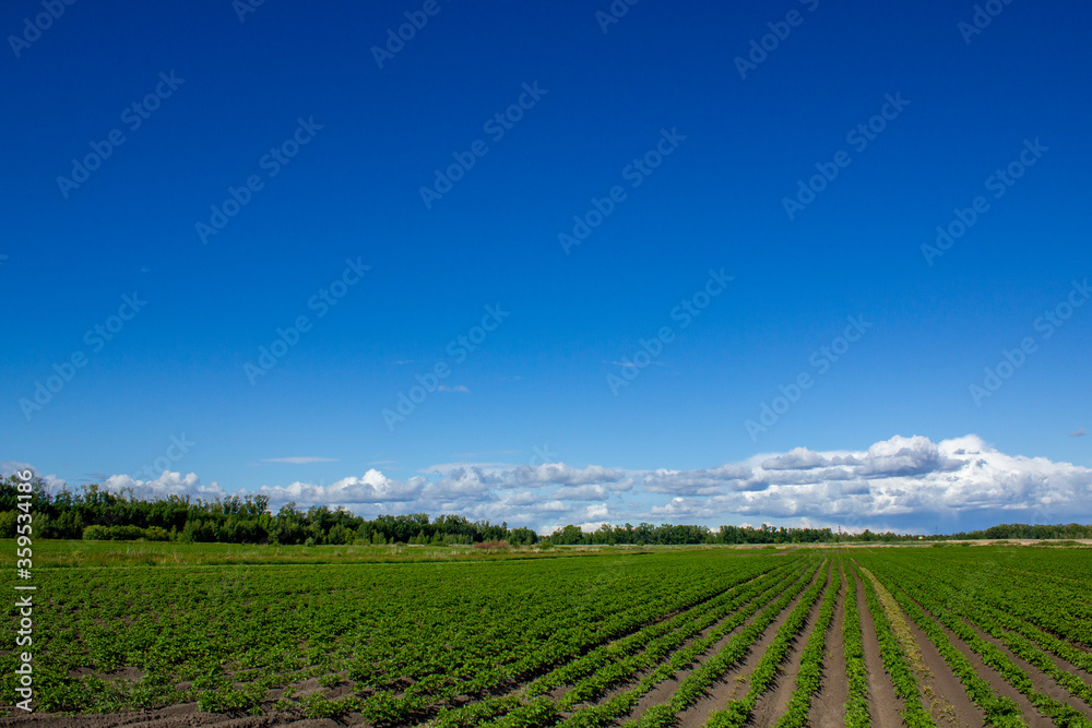 Wide field with sprouts of young potatoes.