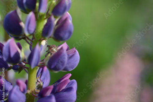 Two beetles on the blue petals of a lupine. The green background is blurred. Macro