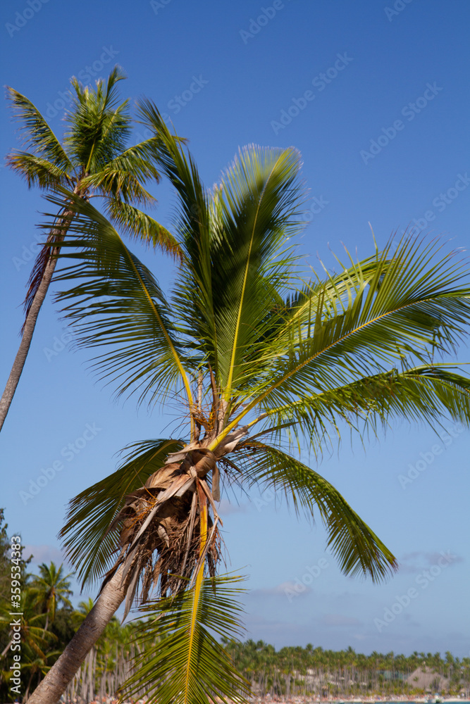 Vertical photo of two palms with a blue sky