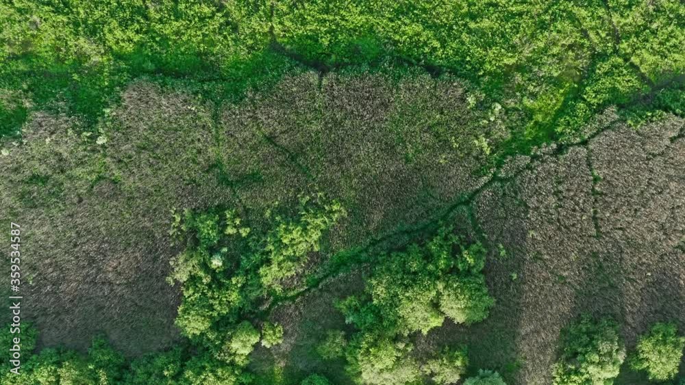 Aerial top down swampy area. Birds eye view lake shore overgrown with bushes, trees and dry sedge. Drone flies over marsh texture. Landscape, nature background in motion, zoom in and spin camera Aerial top down swampy area. Birds eye view lake shore overgrown with bushes, trees and dry sedge. Drone flies over marsh texture. Landscape, nature background in motion, zoom in and spin camera