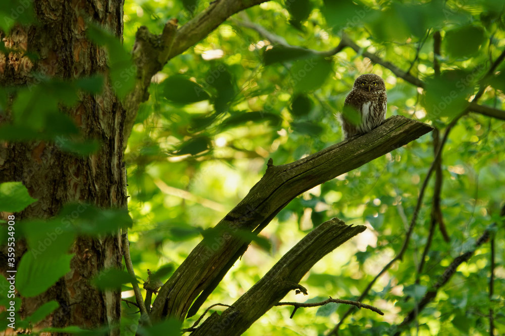 Eurasian Pygmy-Owl - Glaucidium passerinum sitting on the branch and looking for the prey in the forest in summer. Small european owl with the green wood background Eurasian Pygmy-Owl - Glaucidium passerinum sitting on the branch and looking for the prey in the forest in summer. Small european owl with the green wood background