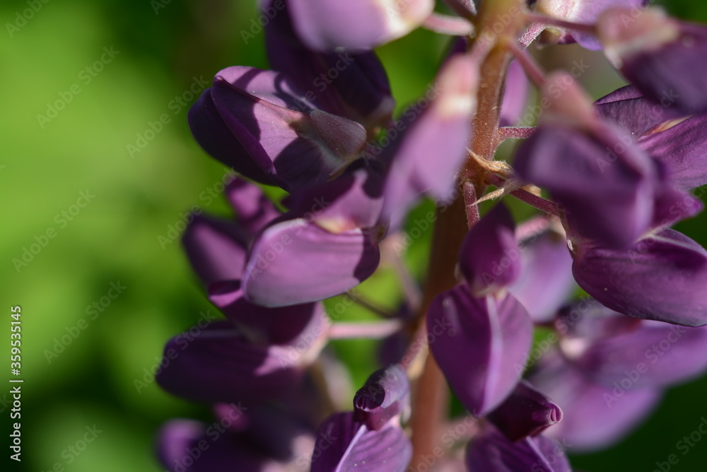 Fototapeta premium Closeup of purple lupine flowers on a blurry green background
