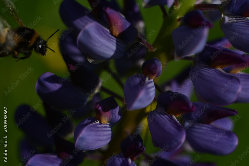 A large bumblebee flies up to the blue petals of a lupine, macro A large bumblebee flies up to the blue petals of a lupine, macro