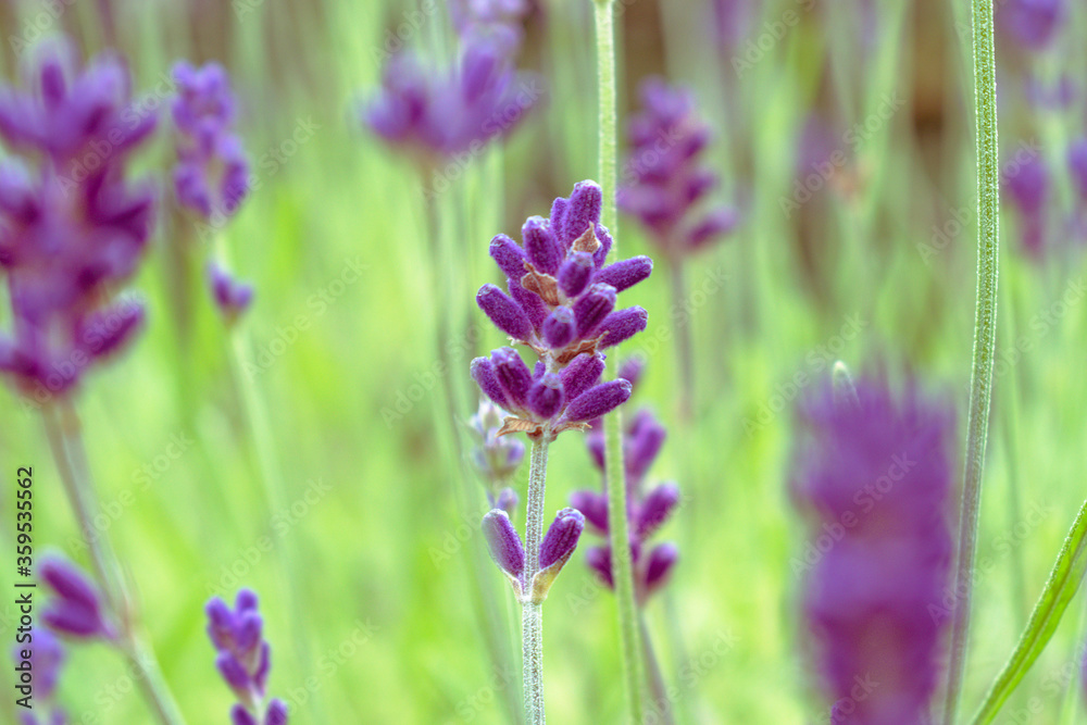 Fototapeta premium lavender flowers in the garden