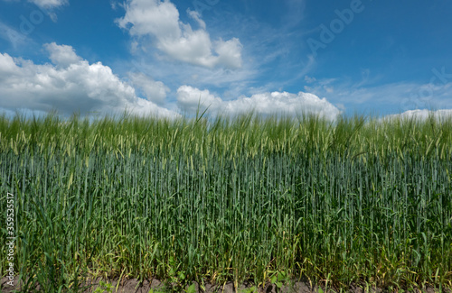 Field of green, unripe Barley, Hordeum vulgare, under a blue sky with clouds