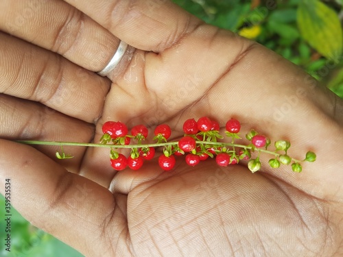 hand with a red flower