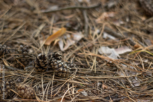 Pinecones in the wood closeup