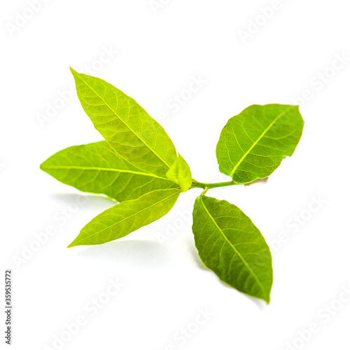 Green fresh bay leaf isolated on white background