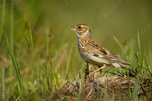 Wood Lark - Lullula arborea brown crested bird on the meadow (pastureland), lark genus Lullula, found in most of Europe, the Middle East, western Asia and the mountains of north Africa