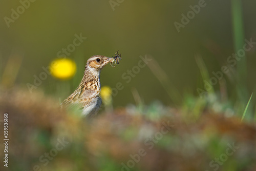 Wood Lark - Lullula arborea brown crested bird on the meadow (pastureland) with the feed in the beak, lark genus Lullula, found in most of Europe