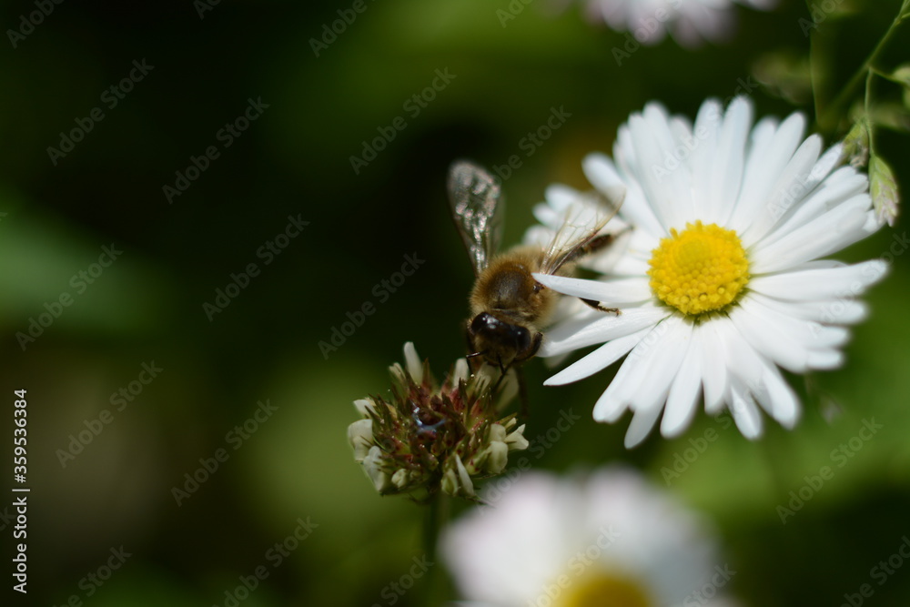 Little white-yellow daisies in an open-air garden Little white-yellow daisies in an open-air garden