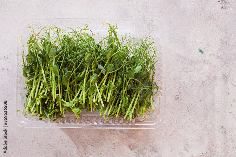 Fototapeta premium Pea or chickpea microgreens sprouts in plastic tray
