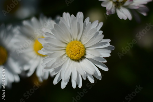 White-yellow fluffy daisies close-up on a dark background, macro