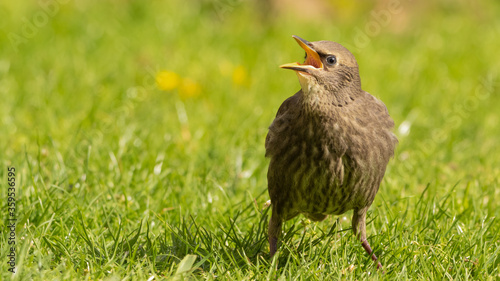 Starling chick begging