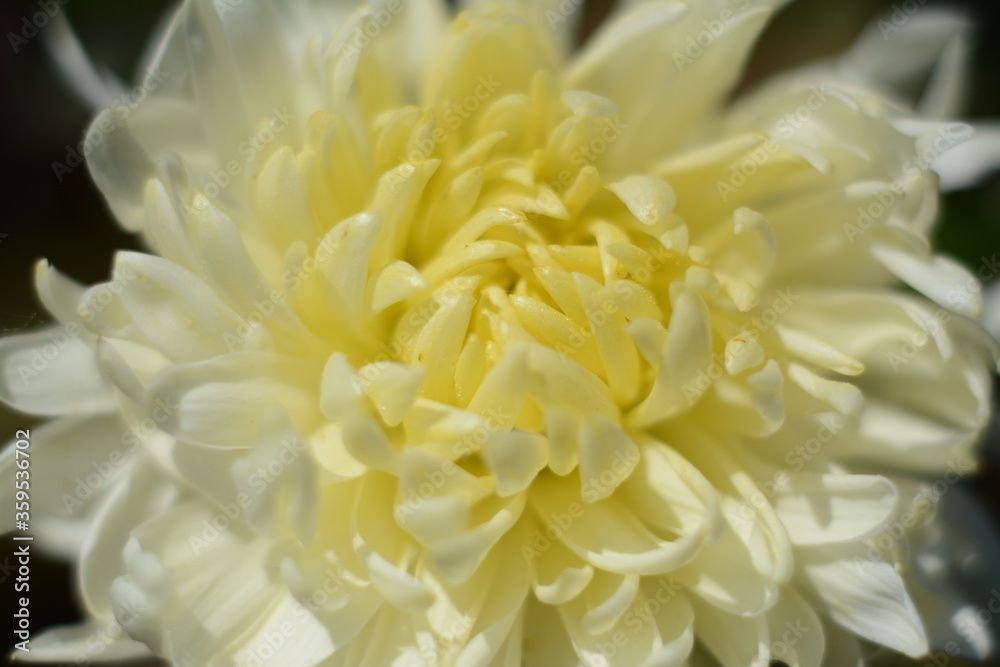 Closeup of a summer fluffy beautiful white-yellow chrysanthemum. Macro Closeup of a summer fluffy beautiful white-yellow chrysanthemum. Macro